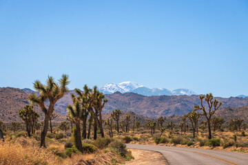 Scenic view of landscape at Joshua Tree National Park, California, USA with snowcovered San Gorgonio Mountain in the background against blue sky