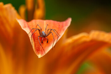 spider on orange leaf