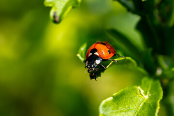 close up of ladybird on a green leaf