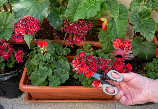 Close-up of a hand using grey garden shears to trim faded red geranium flowers growing in a brown rectangular planter box. Around the main plant, other potted plants with red flowers and green foliage - Powered by Adobe