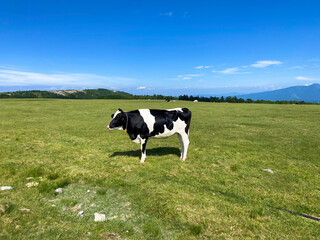 Fototapeta premium 美しい牛