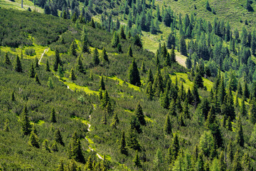 pine forest in the mountains