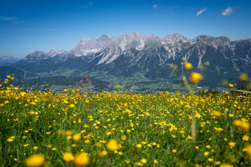 yellow flowers in the mountains - Dachstein glacier in the background