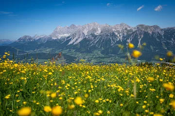 yellow flowers in the mountains - Dachstein glacier in the background © Markus