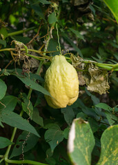 White Chuchu or Chayote Squash (Sechium edule) growing in a home vegetable garden in the South of Brazil