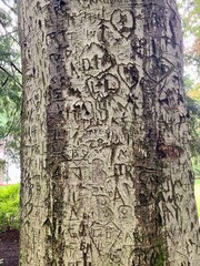 Fototapeta premium tree with carved hearts and initials