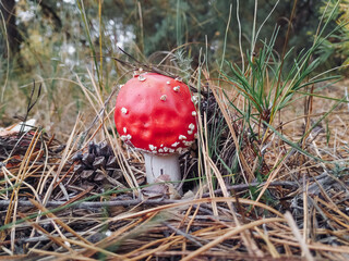 Large red and white spotted fly agaric in dry grass. Autumn forest in Ukraine.