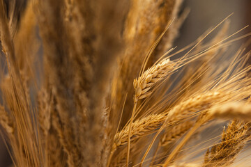 golden wheat field