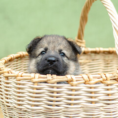 Playful wolfdog GSD mix puppy climbing out of wicker basket, active moment. Close-up, outdoor setting. Natural light, shallow depth of field, blurred background