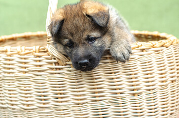 Playful wolfdog GSD mix puppy climbing out of wicker basket, active moment. Close-up, outdoor setting. Natural light, shallow depth of field, blurred background