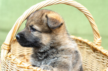 One-month wolfdog German Shepherd mix puppy peering from wicker basket, side profile view. Close-up portrait outdoors. Curious, natural light, blurred background, shallow DOF