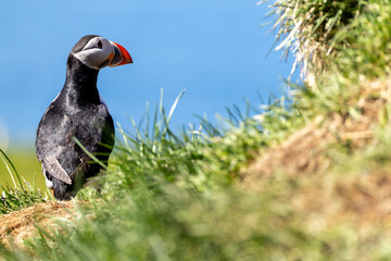 Atlantic Puffin Borgarfjorour Eystri