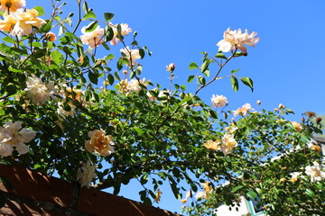 Fototapete bei efototapeten.de bestellen   