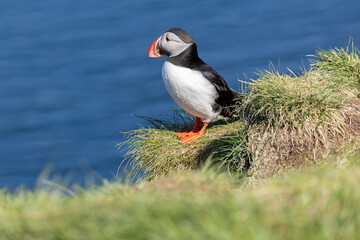 Atlantic Puffin Borgarfjorour Eystri