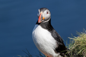Atlantic Puffin Borgarfjorour Eystri