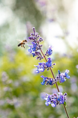 A honeybee hovers near a vibrant purple flower stem with blossoms in various stages of bloom, set against a blurred green and white background.
