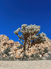 Low angle view of Teddybear cholla cactus (Cylindropuntia bigelovii) at Joshua Tree National Park,...
