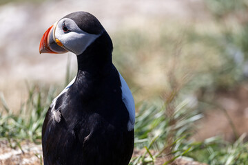 Atlantic Puffin Borgarfjorour Eystri