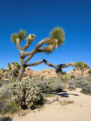 Low angle view of Teddybear cholla cactus (Cylindropuntia bigelovii) and Yucca Palm trees (Yucca...