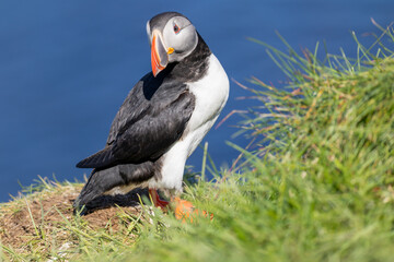 Atlantic Puffin Borgarfjorour Eystri