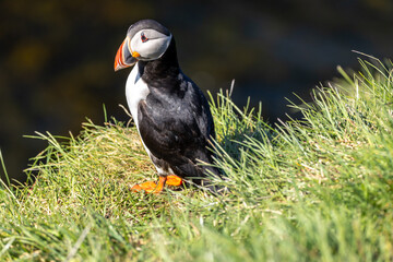 Atlantic Puffin Borgarfjorour Eystri