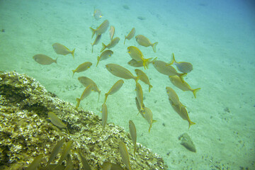 Group of cow bream - Sarpa salpa - fish swimming in Mediterranean sea as seen during snorkelling...