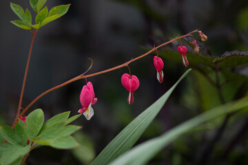 bleeding hearts in a row