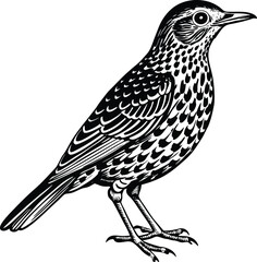 Detailed Line Art Illustration of a Bird Vector Graphic