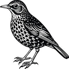 Elegant Black and White Illustration of a Bird