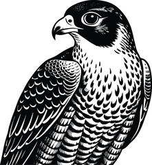 Majestic Peregrine Falcon Black and White Illustration