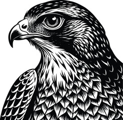 Majestic Mountain Hawk Eagle A Detailed Black and White Illustration