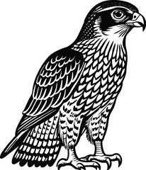Majestic Hawk Illustration Black and White Vector Art