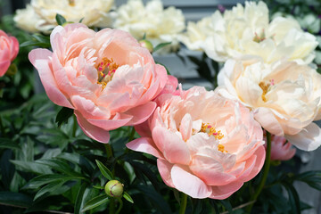 bunch of peony's 
