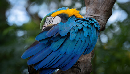 blue-and-yellow macaw (Ara ararauna) cleaning its feathers. Head close up. Tropical bird.