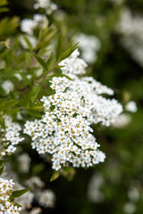 Small white flowers with yellow centers are densely packed, surrounded by green leaves. The foreground is in sharp focus, with a softly blurred background.
