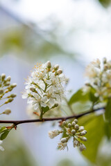 Delicate white blossoms with fine stamens and small buds on a branch, surrounded by soft green leaves. The blurred background enhances the focus.