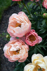 bunch of peony's 