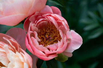 pink peony flower open