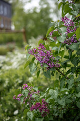 Clusters of purple lilac flowers bloom vividly against green leaves, with a wooden structure partially visible in the distance and soft focus foliage.
