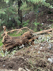 tree stump in the forest