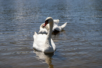 Close-Up of Swans on a Tranquil Lake Beauty and Harmony in Nature