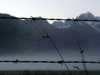 spider web 
