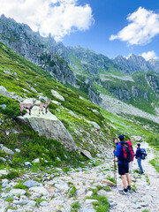Hikers capturing and looking at wild goats in Alps on TMB (Tour do Mont Blanc) trail. Wild Encounter on the Alpine Trail. Vertical.