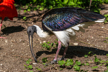 The Straw-necked Ibis, Threskiornis spinicollis is a bird of the ibis family
