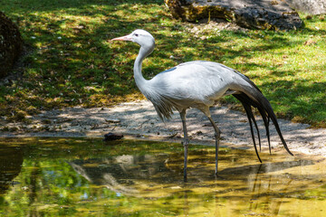 The Blue Crane, Grus paradisea, is an endangered bird