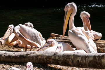 White Pelican, Pelecanus onocrotalus also known as the Eastern White Pelican