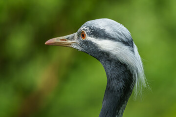 Demoiselle Crane, Anthropoides virgo are living in the bright green meadow during the day time