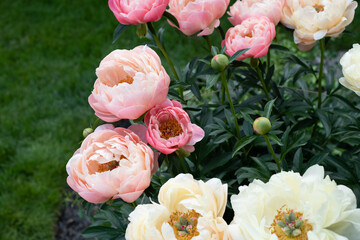 bunch of peony 