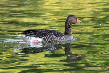 The greylag goose, Anser anser is a species of large goose