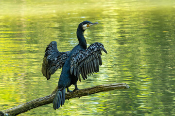 The great cormorant, Phalacrocorax carbo sitting on a branch